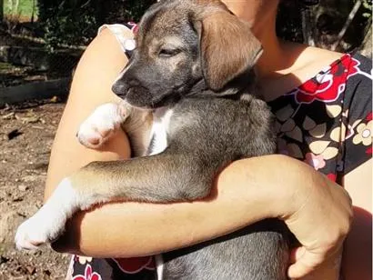 Cachorro raça SRD-ViraLata idade 2 a 6 meses nome MIMOSA