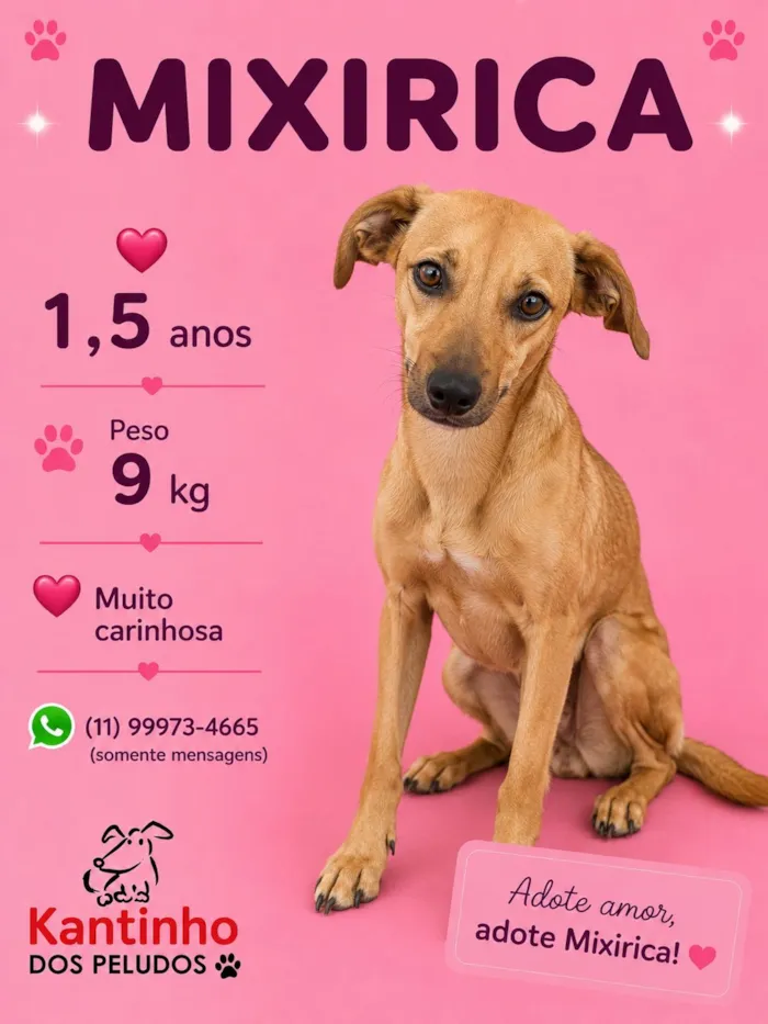 Cachorro raça SRD-ViraLata idade 1 ano nome Mixirika 