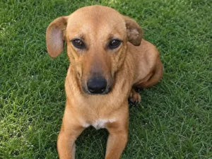 Cachorro raça SRD-ViraLata idade 1 ano nome Mixirika 