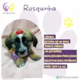 Rosquinha