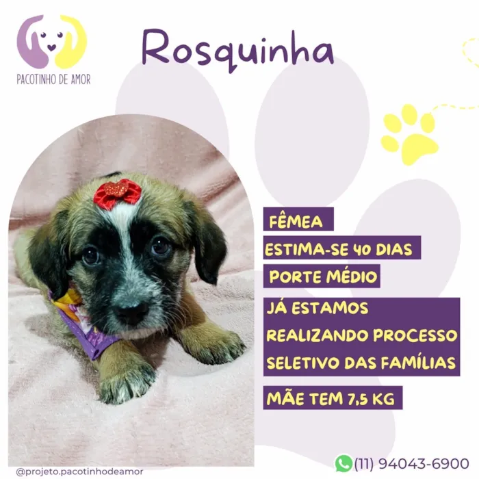 Cachorro raça SRD-ViraLata idade Abaixo de 2 meses nome Rosquinha
