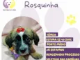 Rosquinha