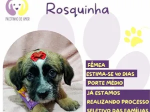 Cachorro raça SRD-ViraLata idade Abaixo de 2 meses nome Rosquinha
