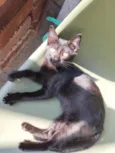 Brigadeiro 