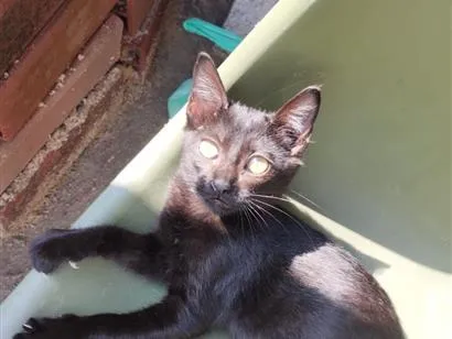 Gato raça SRD-ViraLata idade 2 a 6 meses nome Brigadeiro 