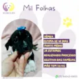 Mil Folhas