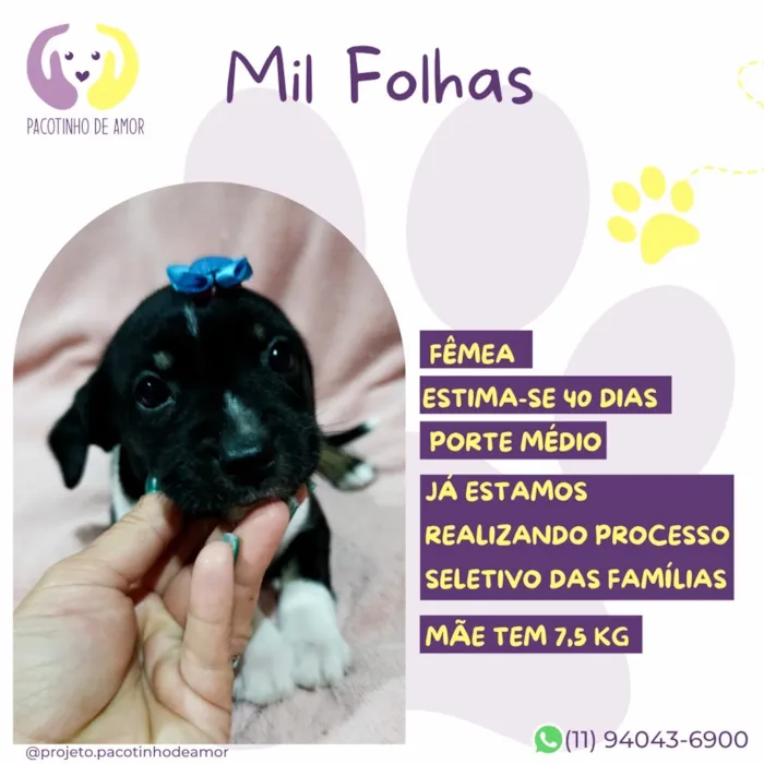 Cachorro raça SRD-ViraLata idade 2 a 6 meses nome Mil Folhas