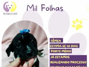 Cachorro raça SRD-ViraLata idade 2 a 6 meses nome Mil Folhas