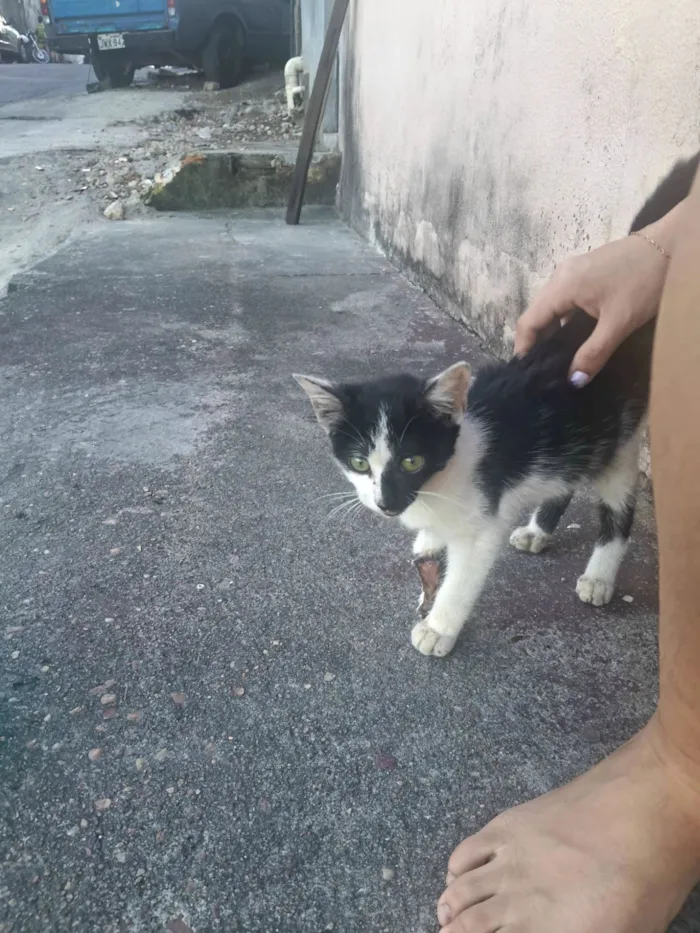 Gato raça SRD-ViraLata idade 2 a 6 meses nome bebezinha ??