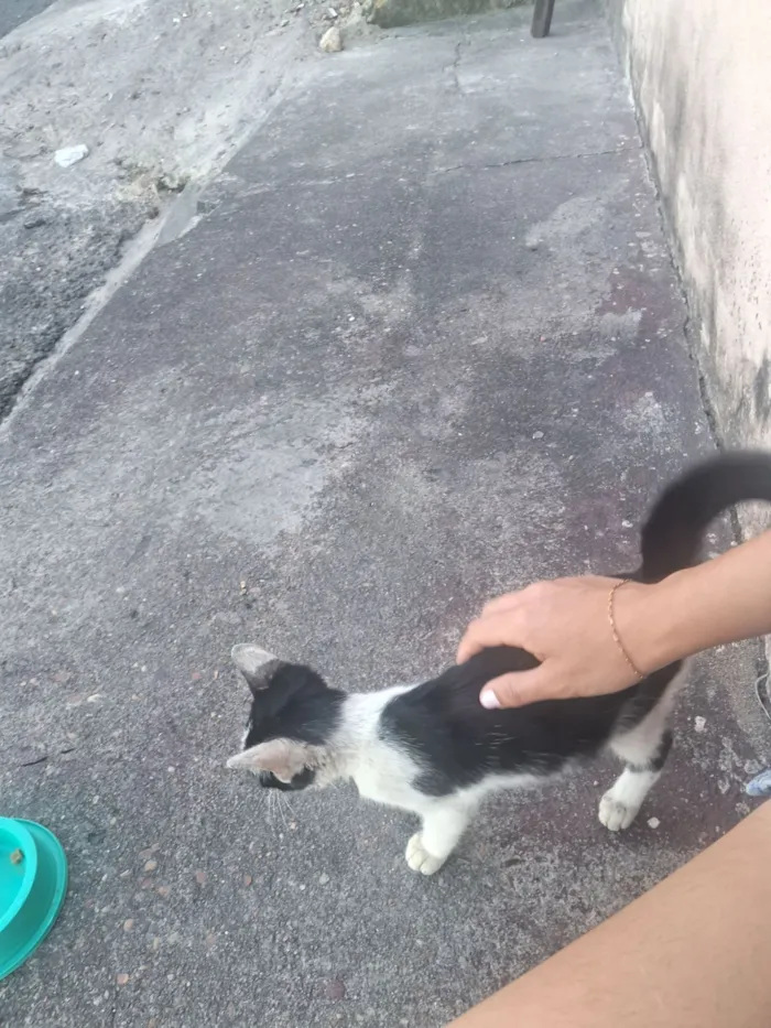 Gato raça SRD-ViraLata idade 2 a 6 meses nome bebezinha ??