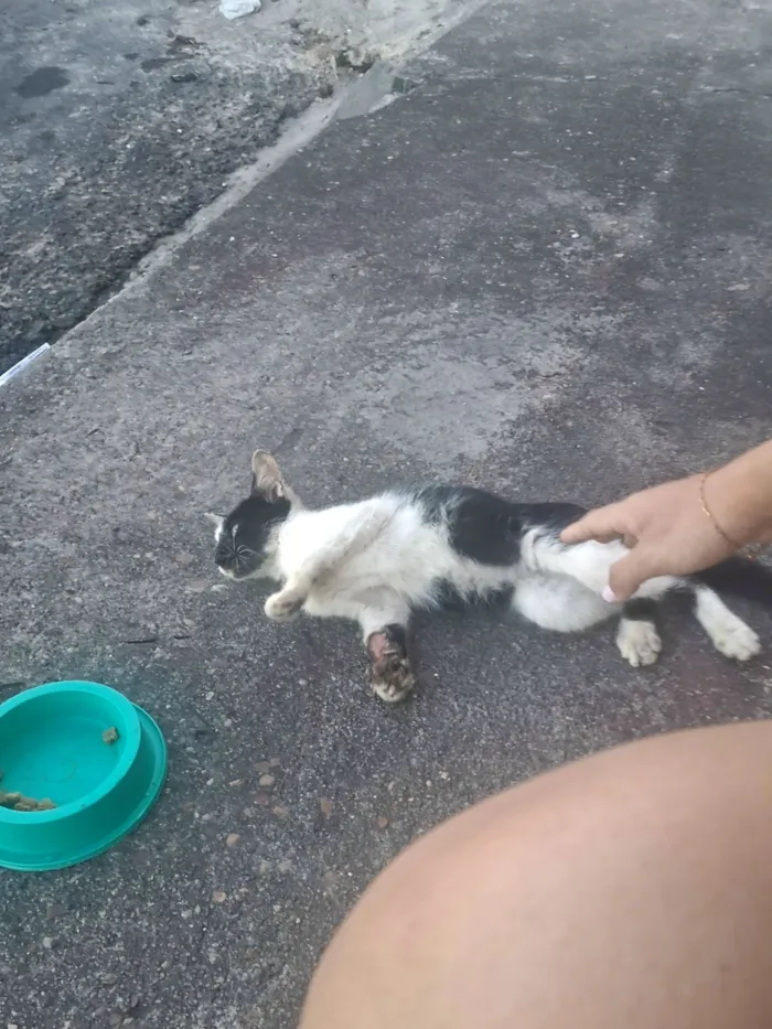 Gato raça SRD-ViraLata idade 2 a 6 meses nome bebezinha ??