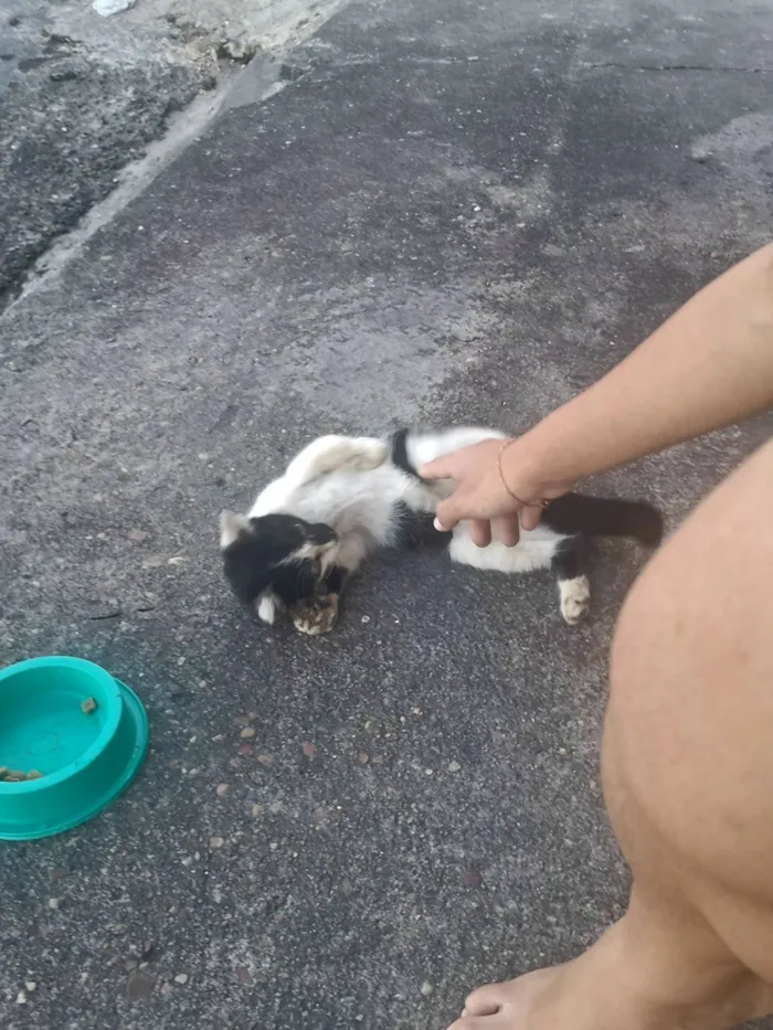 Gato raça SRD-ViraLata idade 2 a 6 meses nome bebezinha ??