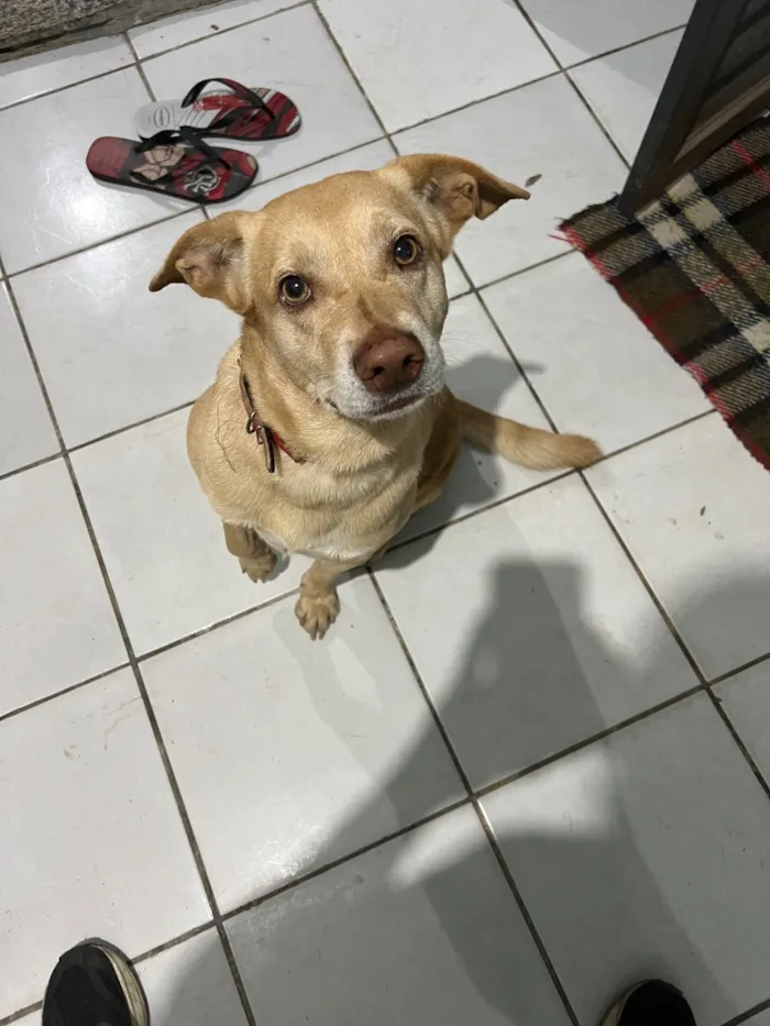 Cachorro raça SRD-ViraLata idade 3 anos nome Zeus