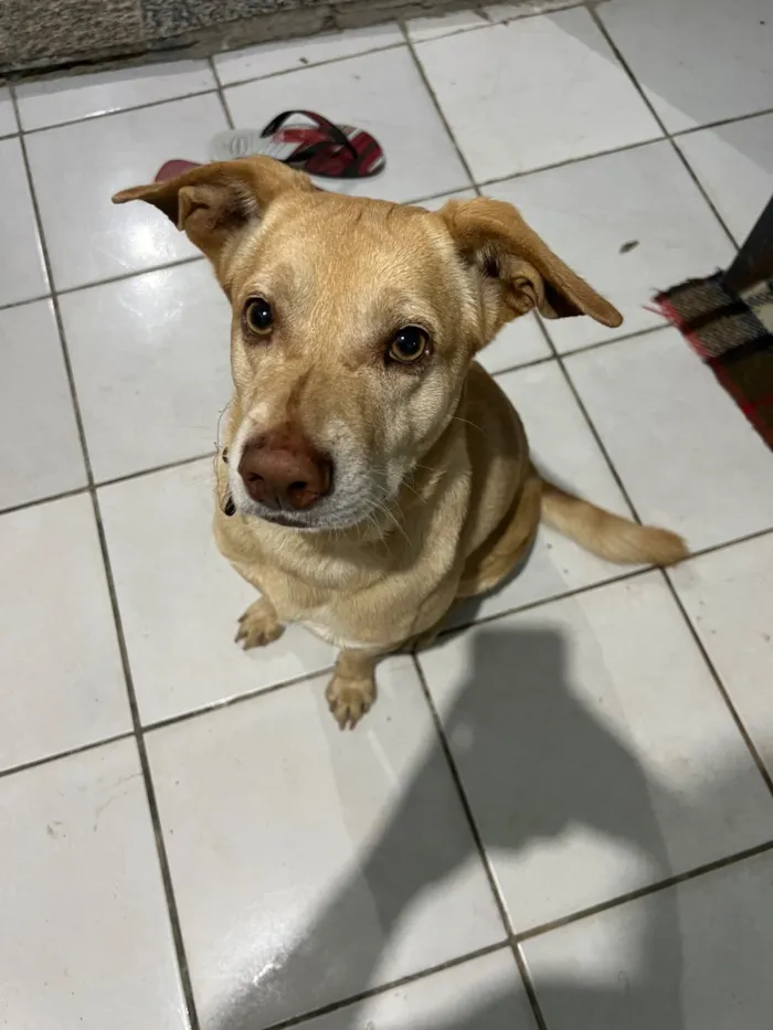 Cachorro raça SRD-ViraLata idade 3 anos nome Zeus