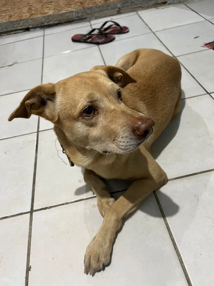 Cachorro raça SRD-ViraLata idade 3 anos nome Zeus