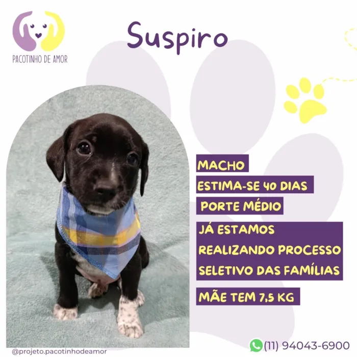 Cachorro raça SRD-ViraLata idade 2 a 6 meses nome Suspiro