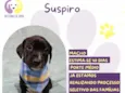 Suspiro