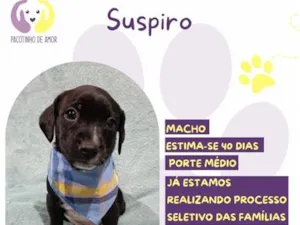 Cachorro raça SRD-ViraLata idade 2 a 6 meses nome Suspiro