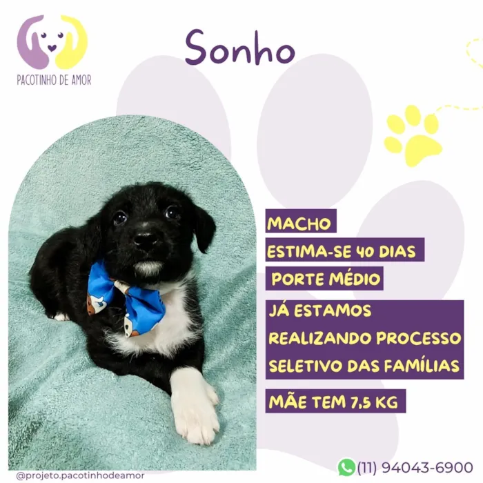 Cachorro raça SRD-ViraLata idade Abaixo de 2 meses nome Sonho