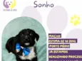 Sonho