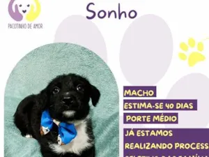 Cachorro raça SRD-ViraLata idade Abaixo de 2 meses nome Sonho