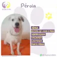 Pérola