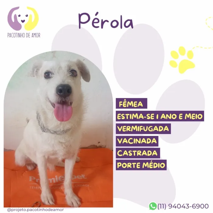Cachorro raça SRD-ViraLata idade 1 ano nome Pérola