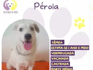 Cachorro raça SRD-ViraLata idade 1 ano nome Pérola