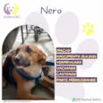 Nero