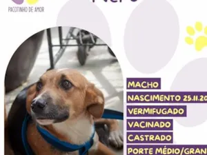 Cachorro raça SRD-ViraLata idade 1 ano nome Nero