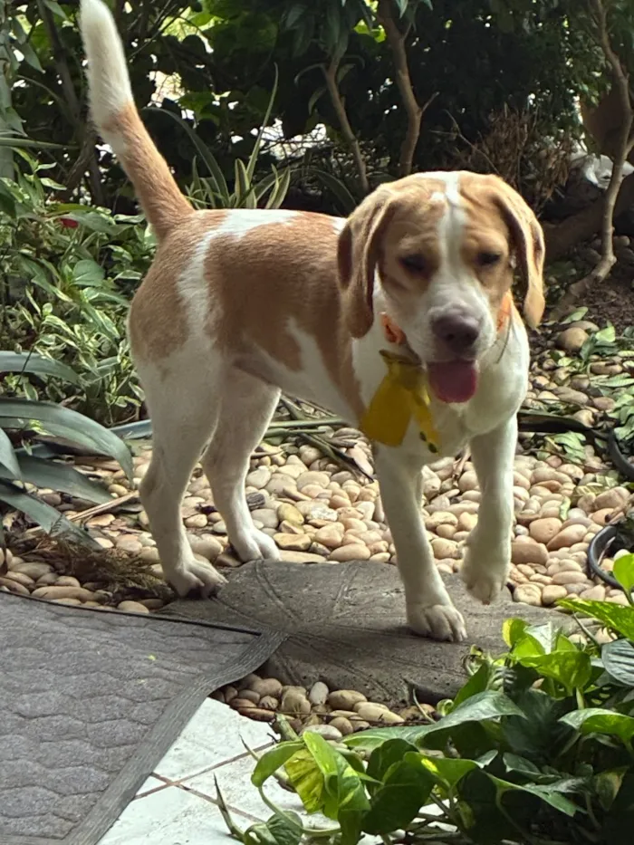 Cachorro raça Boxer idade 7 a 11 meses nome Não sei 