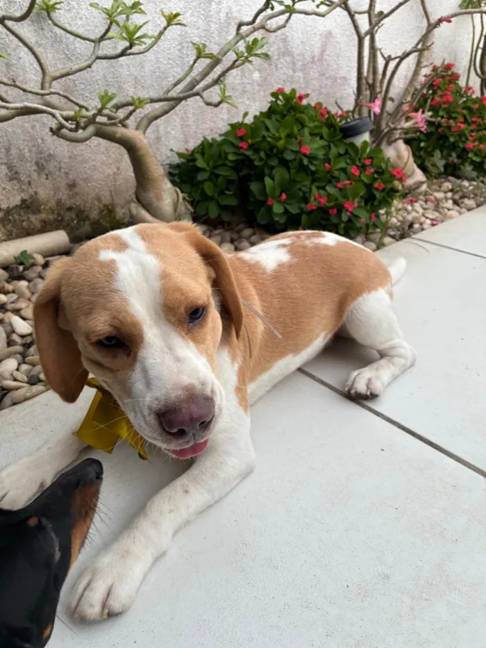 Cachorro raça Boxer idade 7 a 11 meses nome Não sei 
