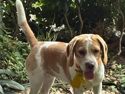 Cachorro raça Boxer idade 7 a 11 meses nome Não sei 