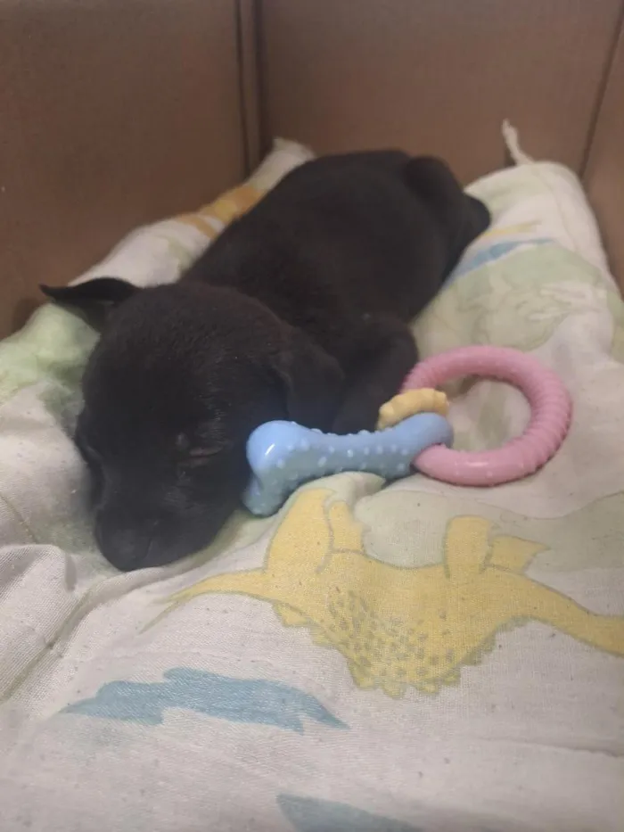 Cachorro raça SRD-ViraLata idade 2 a 6 meses nome Lupita