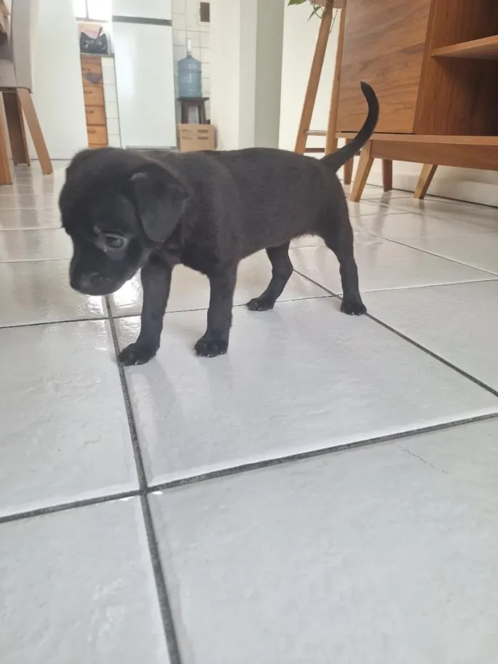 Cachorro raça SRD-ViraLata idade 2 a 6 meses nome Lupita