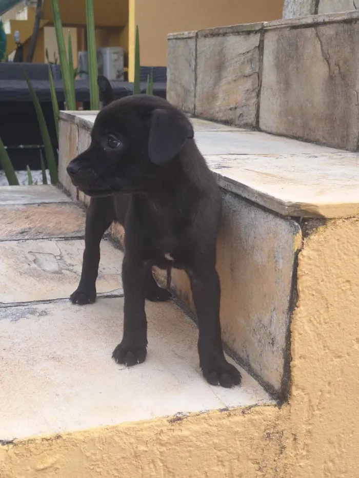 Cachorro raça SRD-ViraLata idade 2 a 6 meses nome Lupita