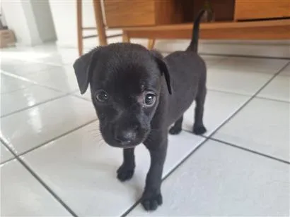 Cachorro raça SRD-ViraLata idade 2 a 6 meses nome Lupita