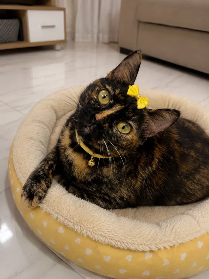 Gato raça SRD-ViraLata idade 7 a 11 meses nome Pérola 
