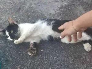 Gato raça SRD-ViraLata idade 2 a 6 meses nome bebezinha ??