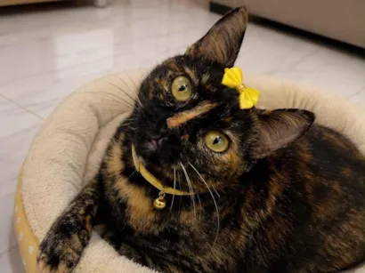 Gato raça SRD-ViraLata idade 7 a 11 meses nome Pérola 