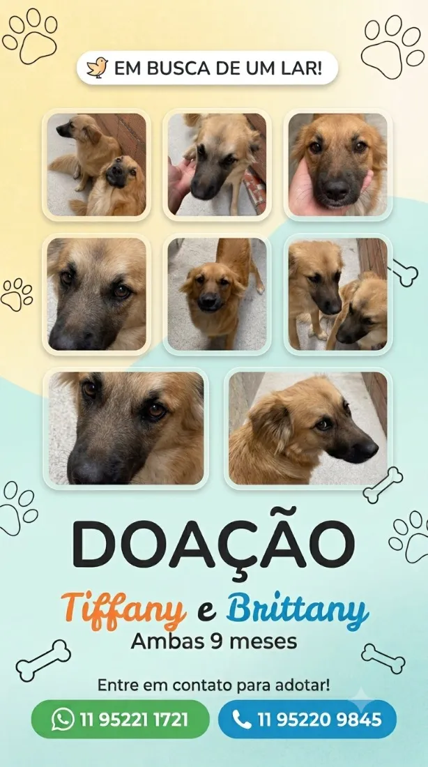 Cachorro raça SRD-ViraLata idade 7 a 11 meses nome Tiffany e Brittany