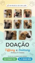 Tiffany e Brittany