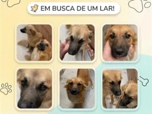 Cachorro raça SRD-ViraLata idade 7 a 11 meses nome Tiffany e Brittany