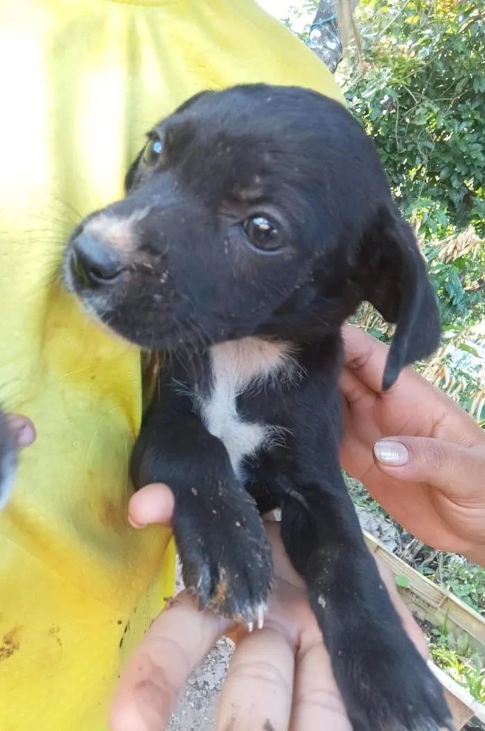 Cachorro raça SRD-ViraLata idade 2 a 6 meses nome Amora