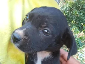 Cachorro raça SRD-ViraLata idade 2 a 6 meses nome Amora