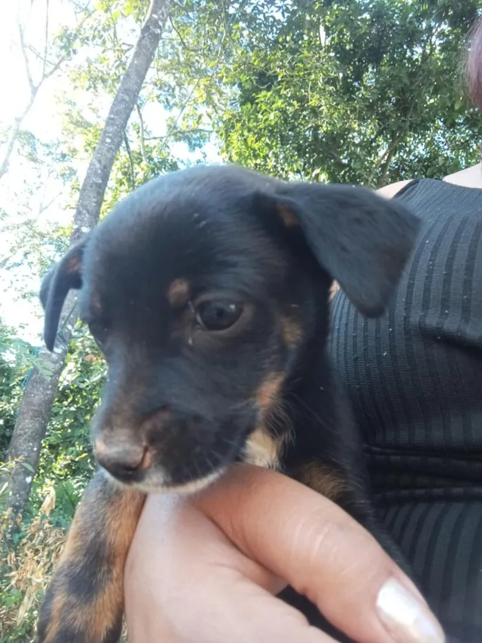 Cachorro raça SRD-ViraLata idade Abaixo de 2 meses nome Lindinha