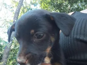 Cachorro raça SRD-ViraLata idade Abaixo de 2 meses nome Lindinha