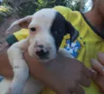 Pirata