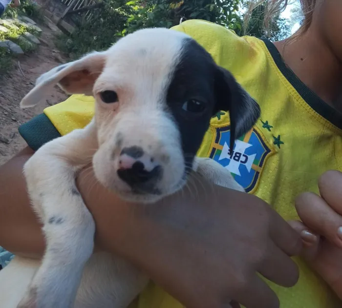 Cachorro raça SRD-ViraLata idade Abaixo de 2 meses nome Pirata
