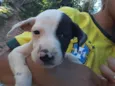 Pirata